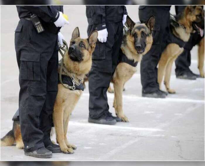 TMIS Dog Squad Service Image